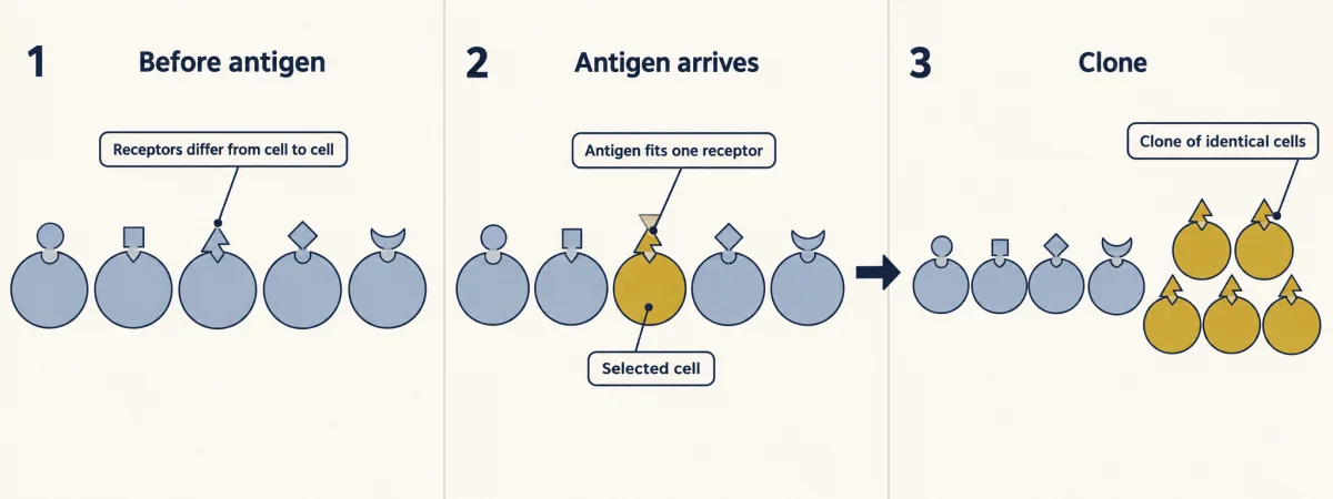 AI-generated illustration: three frames. Five lymphocytes with five different receptor shapes; an antigen fits the receptor of one cell, which turns gold; that cell has divided into a group of identical gold cells while the other four are unchanged.