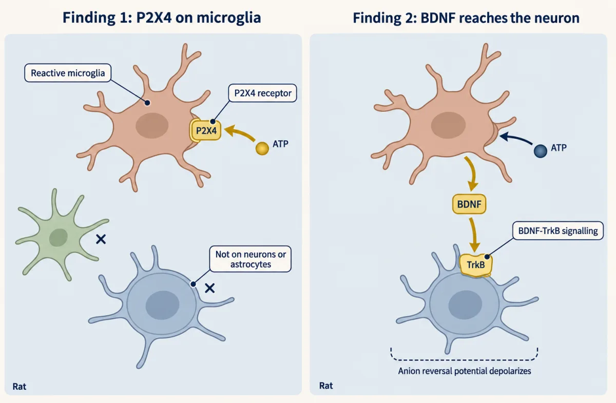AI-generated illustration: two schematic panels of spinal cells in rats. In the first, an ATP droplet acts on a P2X4 block on a microglia cell, while a neuron and an astrocyte lack the block. In the second, a microglia cell releases BDNF, which acts on a TrkB block on a lamina I neuron.