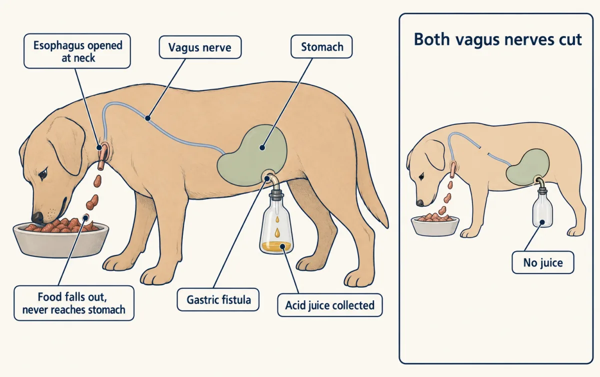 AI-generated illustration: a dog eating meat that falls out of an opening in its neck into a dish, while a flask attached to an opening in its stomach collects drops of gold gastric juice. An inset shows the same setup with the vagus nerve line cut and the flask empty.