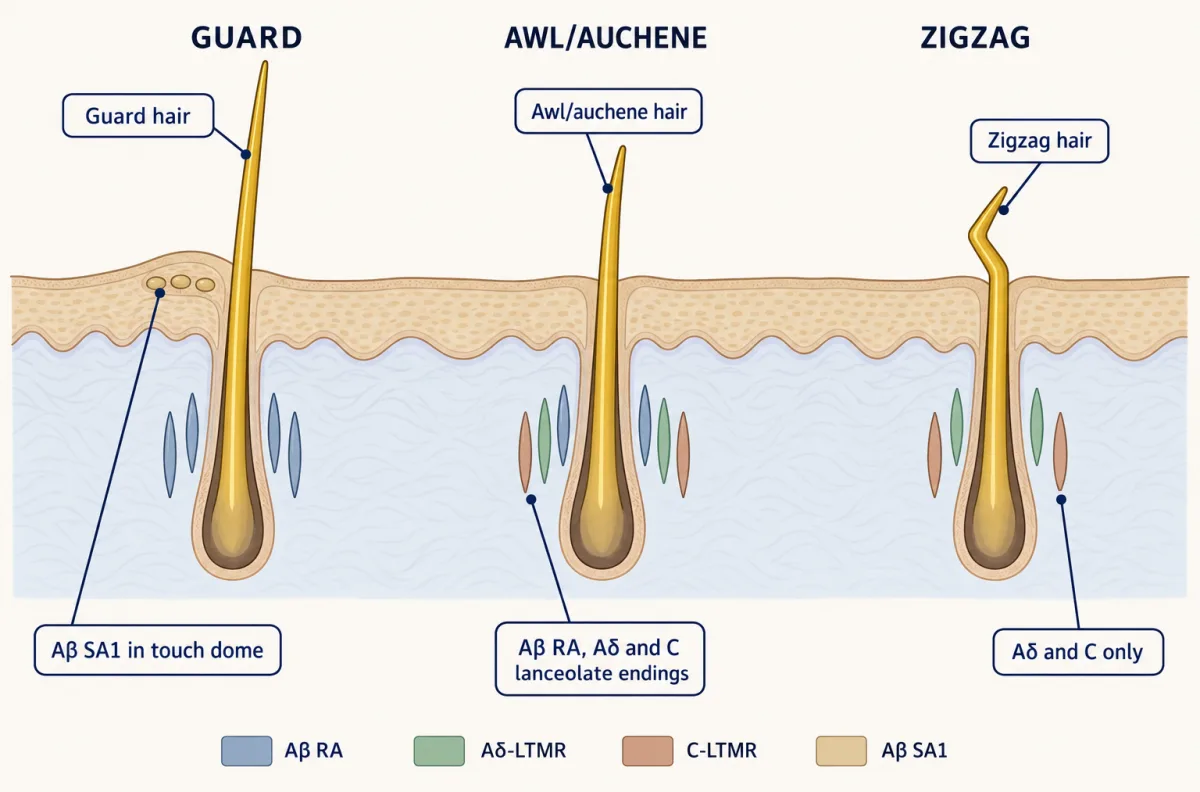 AI-generated illustration: three skin cross-sections side by side, each with a hair follicle and its hair. A long straight guard hair has slate picket-like endings and a small touch dome beside it; an awl/auchene hair is fenced by slate, sage and clay endings; a short bent zigzag hair has only sage and clay endings.