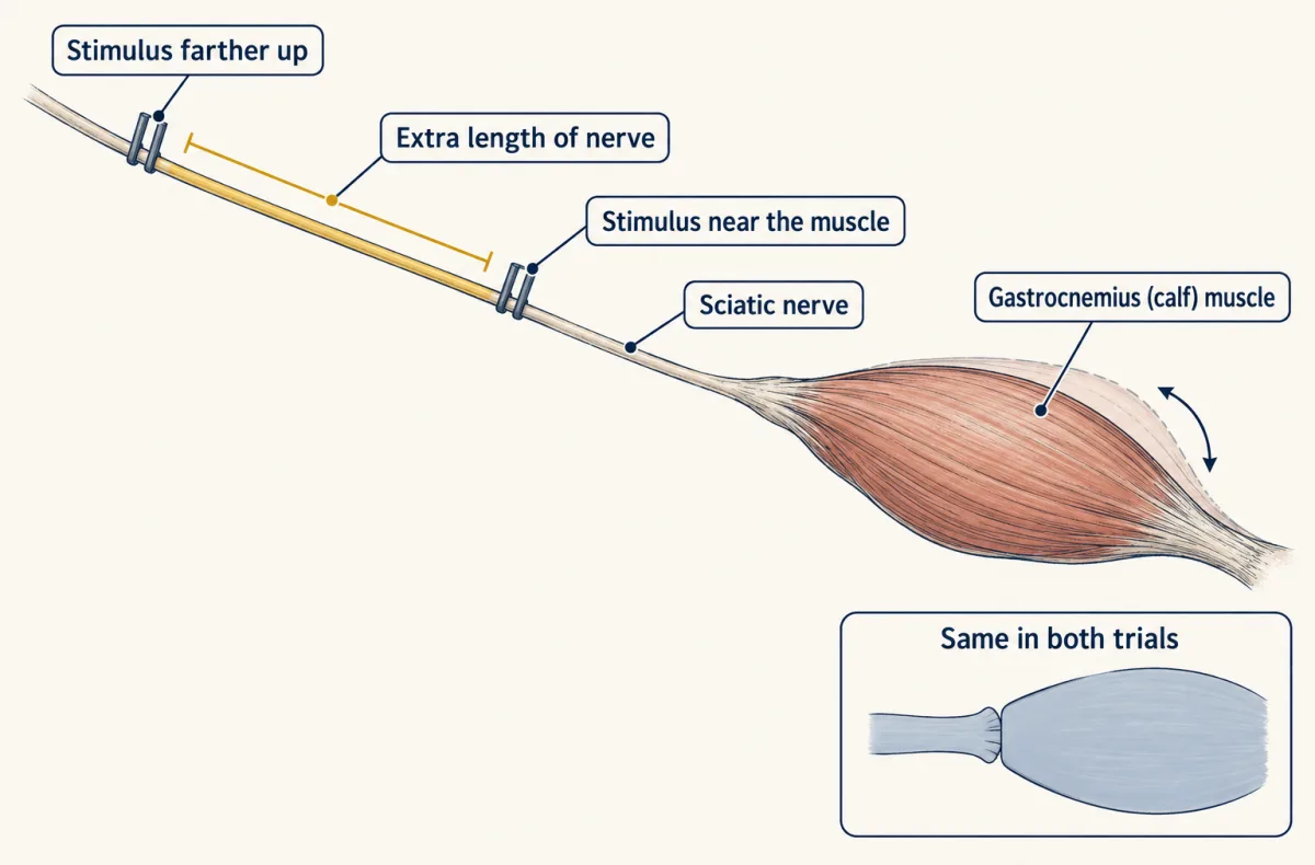 AI-generated illustration: an isolated frog calf muscle with its sciatic nerve running away from it. Two stimulating electrodes sit on the nerve, one near the muscle and one farther up, with a bracket marking the extra length of nerve between them. An inset shows the nerve-muscle junction and muscle as two blocks.