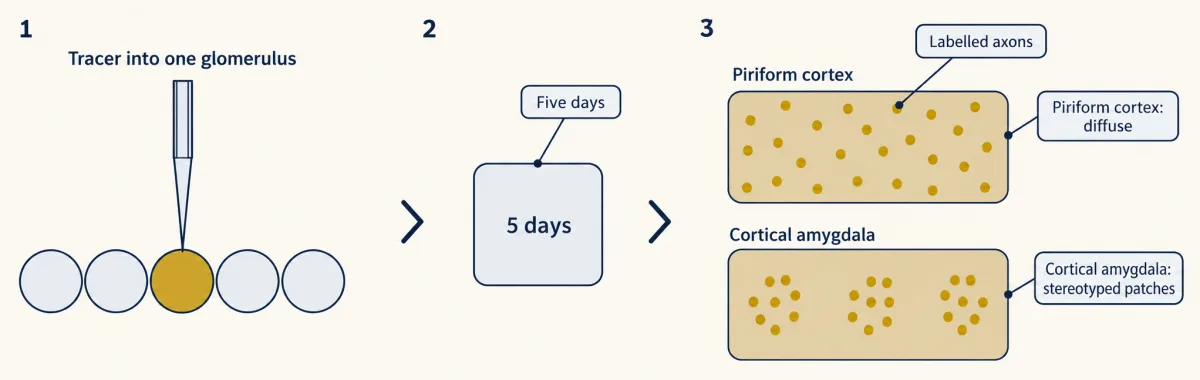 AI-generated illustration: a three-step strip. A pipette delivers tracer into one gold glomerulus in a row; a box reads five days; two tissue rectangles show gold labelled axons scattered evenly in piriform cortex and gathered into separate patches in cortical amygdala.