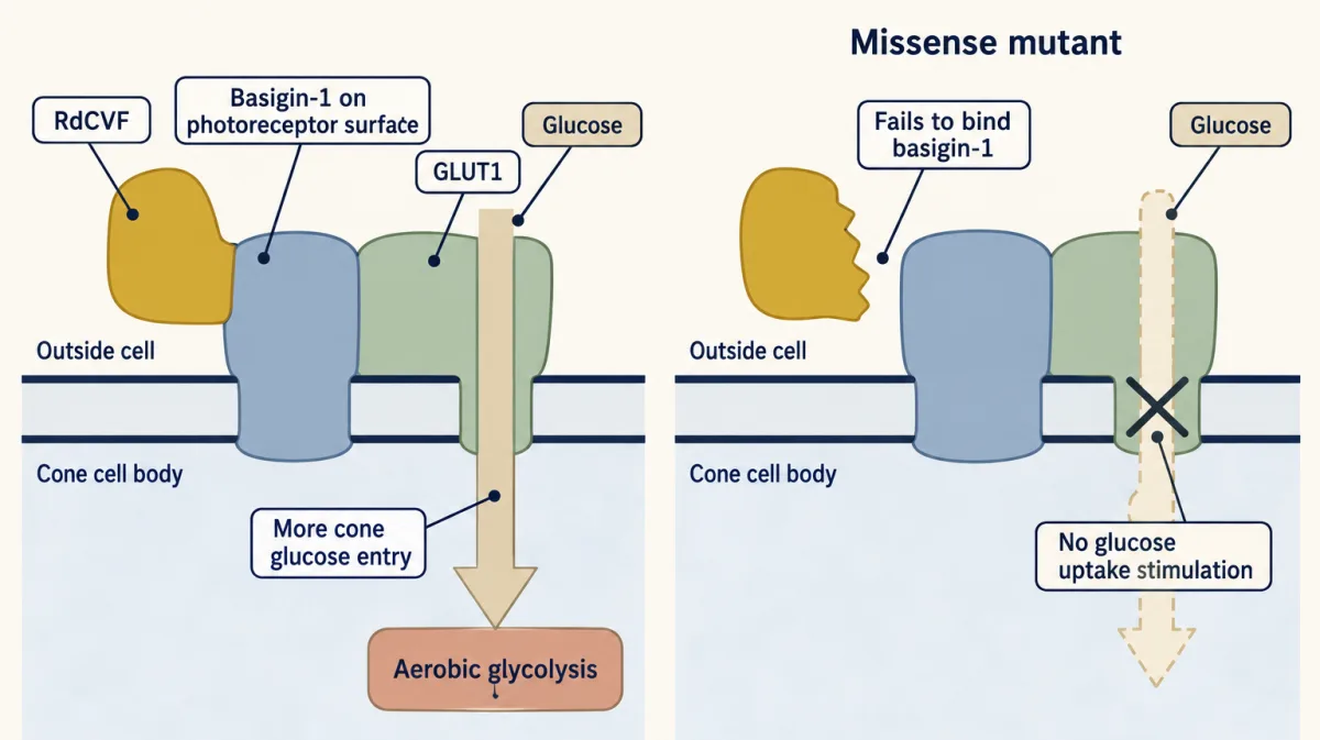 AI-generated illustration: two small views of a cone cell surface. With RdCVF bound to basigin-1 next to GLUT1, glucose enters the cone and feeds aerobic glycolysis. With a missense mutant RdCVF that cannot bind basigin-1, no glucose uptake is stimulated.