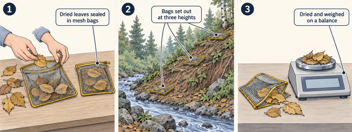AI-generated illustration: three numbered steps. 1, hands seal dried leaves in a mesh bag. 2, three mesh bags lie on a forested hillside at low, middle and high spots above a stream. 3, dried leaves from an opened bag sit on an electronic balance.