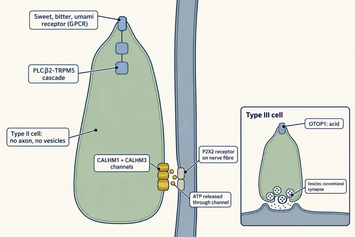 AI-generated illustration: an upright type II taste cell with a receptor at its tip, a two-block signalling cascade, and a patch of gold CALHM channels at its base releasing ATP onto a nerve fibre with P2X2 receptors. An inset shows a type III cell with an OTOP1 block at the tip and a vesicle cluster at a conventional synapse.