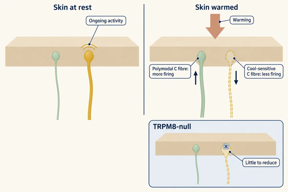 AI-generated illustration: two side-by-side views of a skin slab with a sage and a gold nerve fibre. At rest the gold fibre is thick and active and the sage fibre is quiet; when warmed, the sage fibre becomes active with an up arrow and the gold fibre becomes dashed with a down arrow. An inset shows a TRPM8-null skin slab whose gold fibre is already quiet.