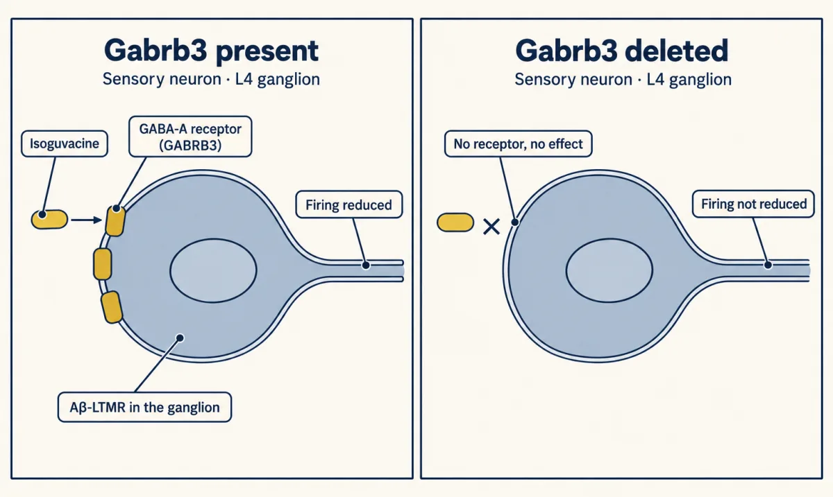 AI-generated illustration: two cell-level diagrams of a sensory neuron. In the first, gold GABA-A receptor blocks sit in the membrane and a gold isoguvacine token docks on one, with reduced firing. In the second the receptor blocks are absent, the token cannot dock, and firing is not reduced.