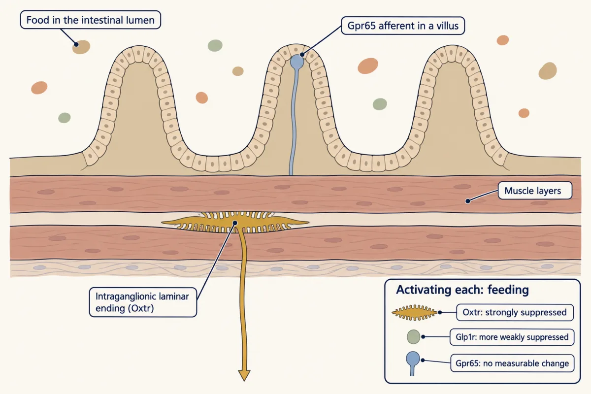 AI-generated illustration: a cross-section of the intestinal wall with lumen on top, three villi, and two muscle layers. A gold flat laminar ending lies between the muscle layers and a blue nerve fibre runs into a villus. An inset lists feeding when each labelled population is activated: Oxtr strongly suppressed, Glp1r more weakly, Gpr65 no measurable change.