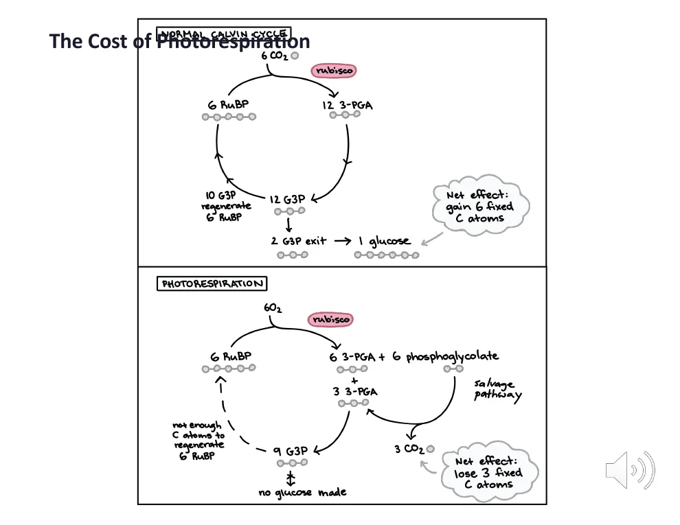 The Carbon Cost of Photorespiration