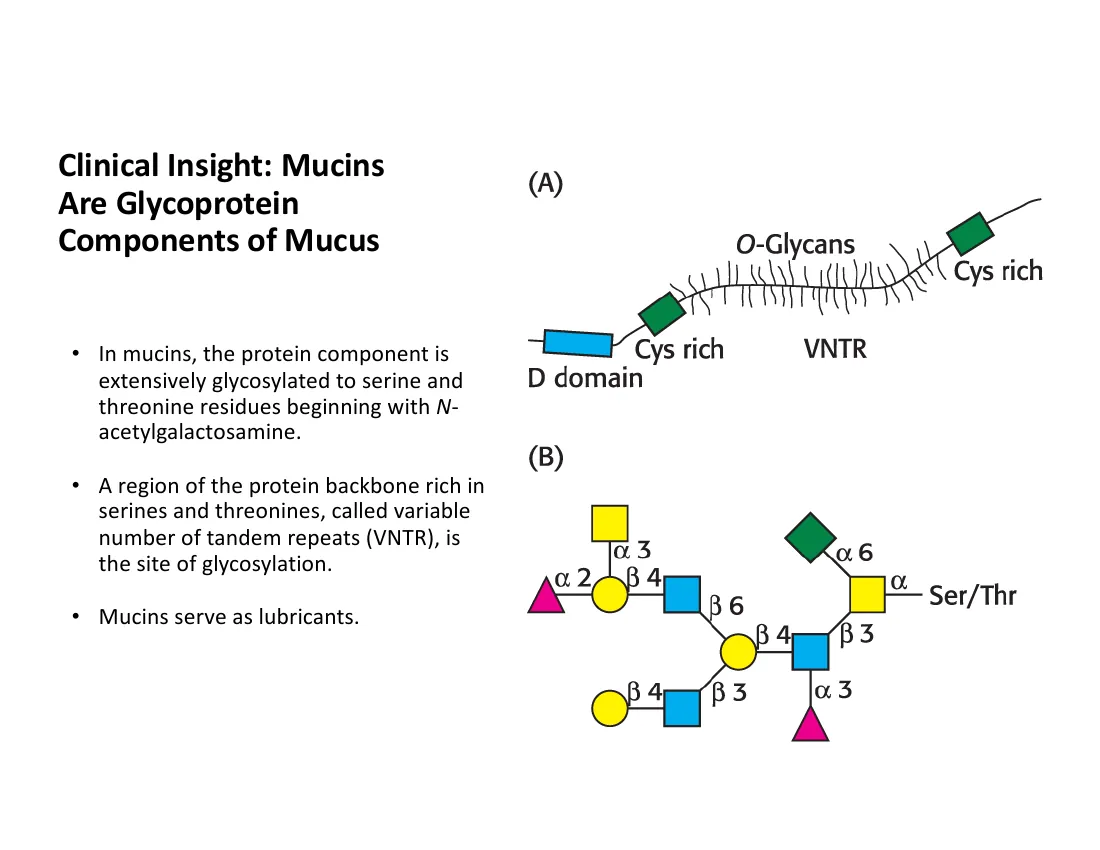A mucin: a serine/threonine-rich VNTR backbone densely decorated with O-linked glycans, drawn in standard glycan symbols.