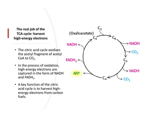 Preview: The Real Job of the Cycle: Harvest Electrons