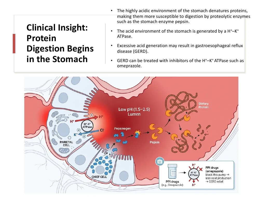 Clinical Insight: Why Protein Digestion Starts in the Stomach