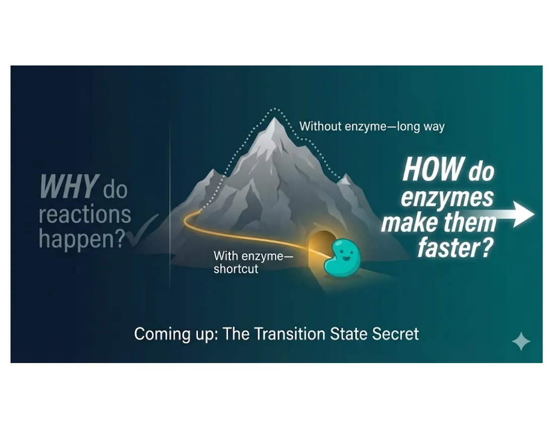 A mountain analogy: without an enzyme reactants climb over a high peak; with an enzyme they take a lower shortcut. Both routes reach the same destination on the far side.