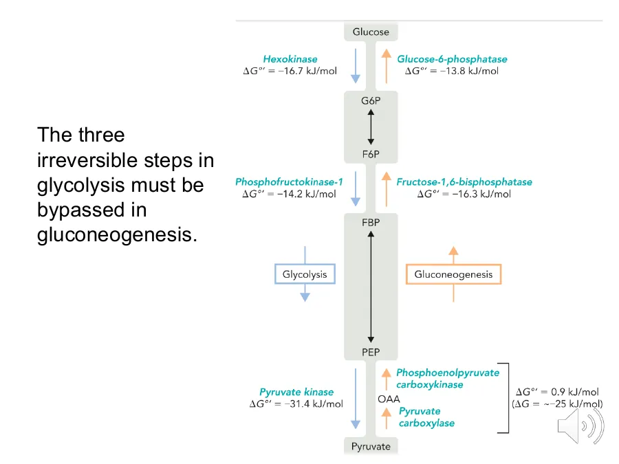 Glycolysis's three large-negative-ΔG steps (hexokinase, PFK-1, pyruvate kinase) and the four bypass enzymes that route around them.