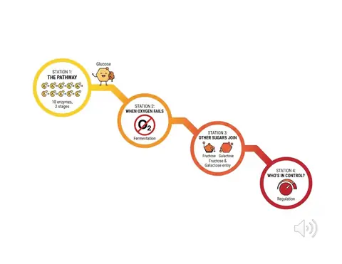 Preview: Roadmap: the four stations of glycolysis