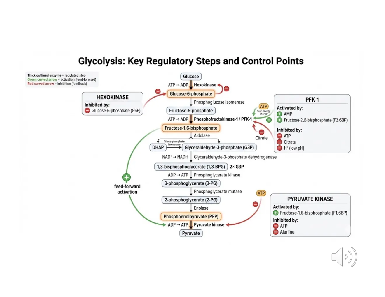 A pathway map with callouts on the three control enzymes — hexokinase, PFK-1, pyruvate kinase — and their effectors.