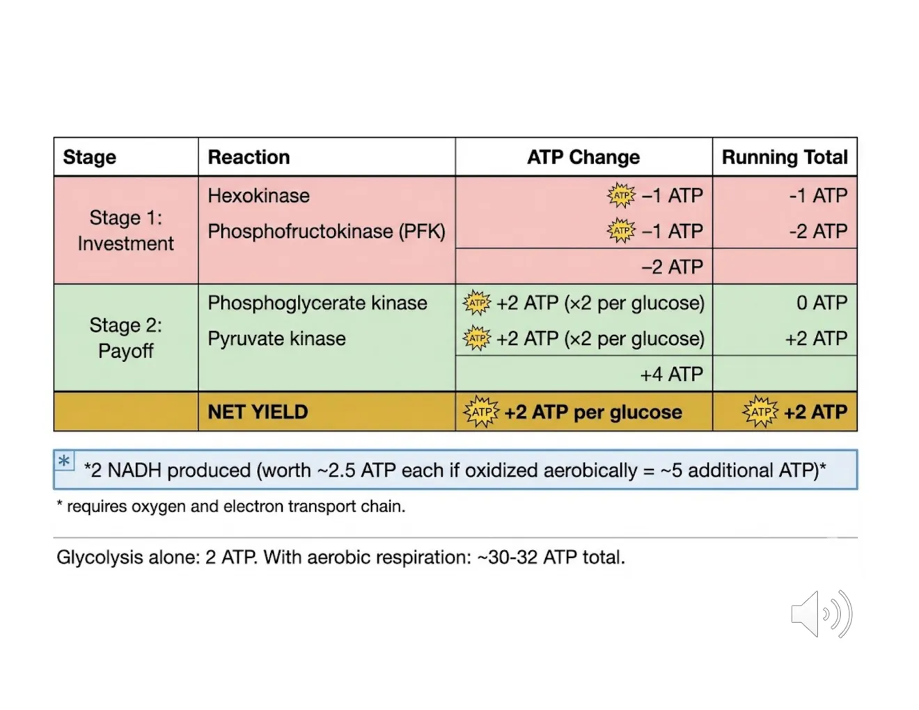 A table summarizing the investment phase (−2 ATP) and payoff phase (+4 ATP, +2 NADH), netting +2 ATP per glucose.
