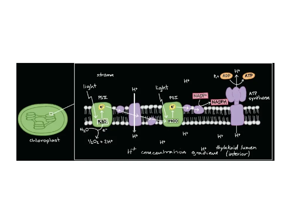 The Light Reactions, End to End