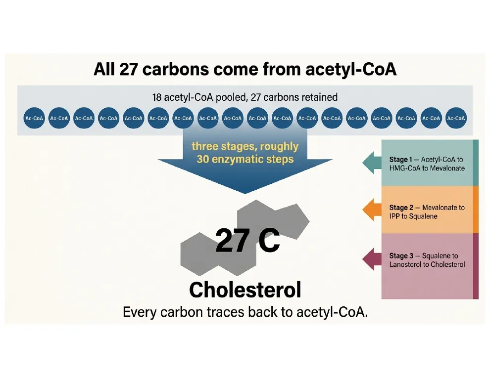 All 27 carbons from acetyl-CoA