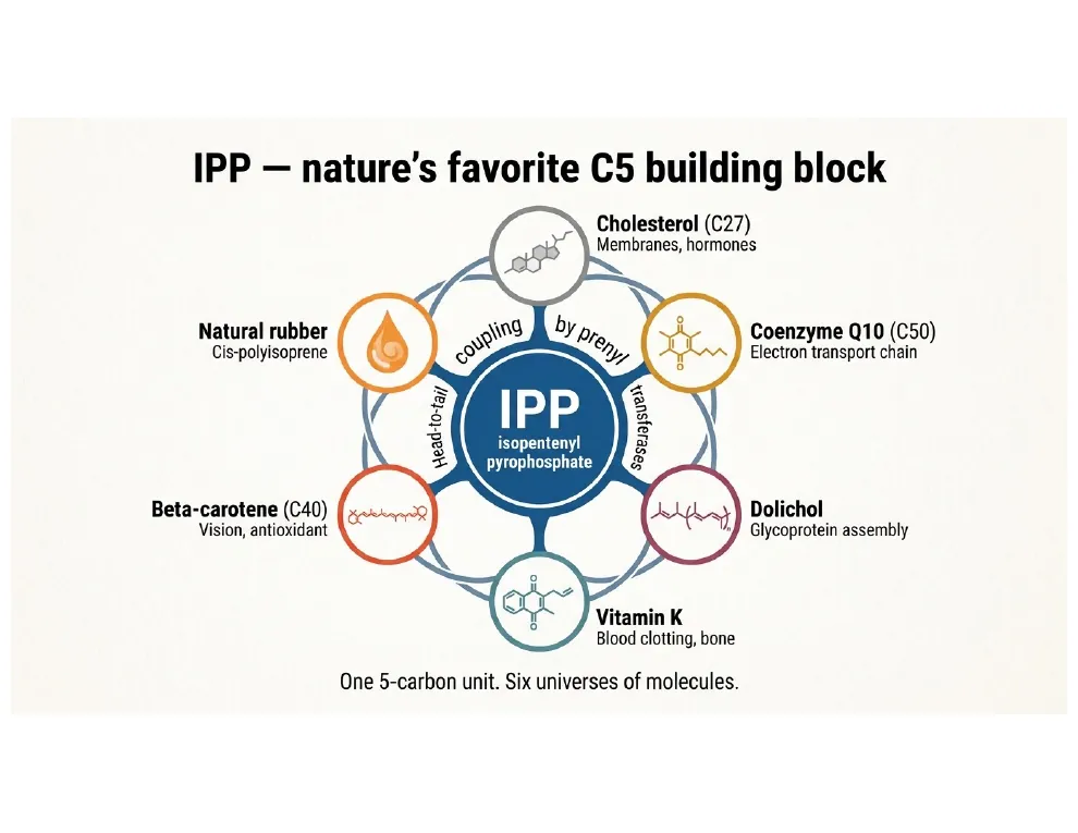 IPP: nature's favorite C5 brick