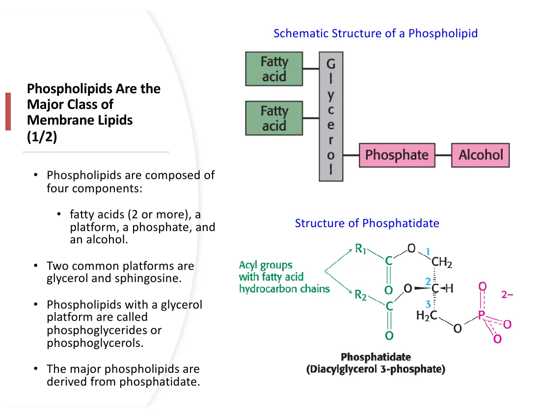 A block diagram of a phospholipid: two fatty acids on a glycerol platform, a phosphate, and a variable head alcohol; below, the structure of phosphatidate.