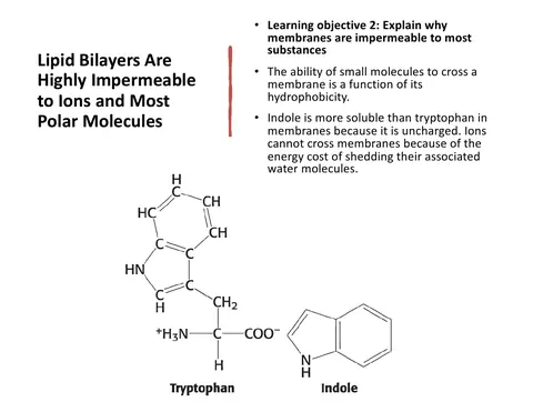 Preview: Why the bilayer blocks ions