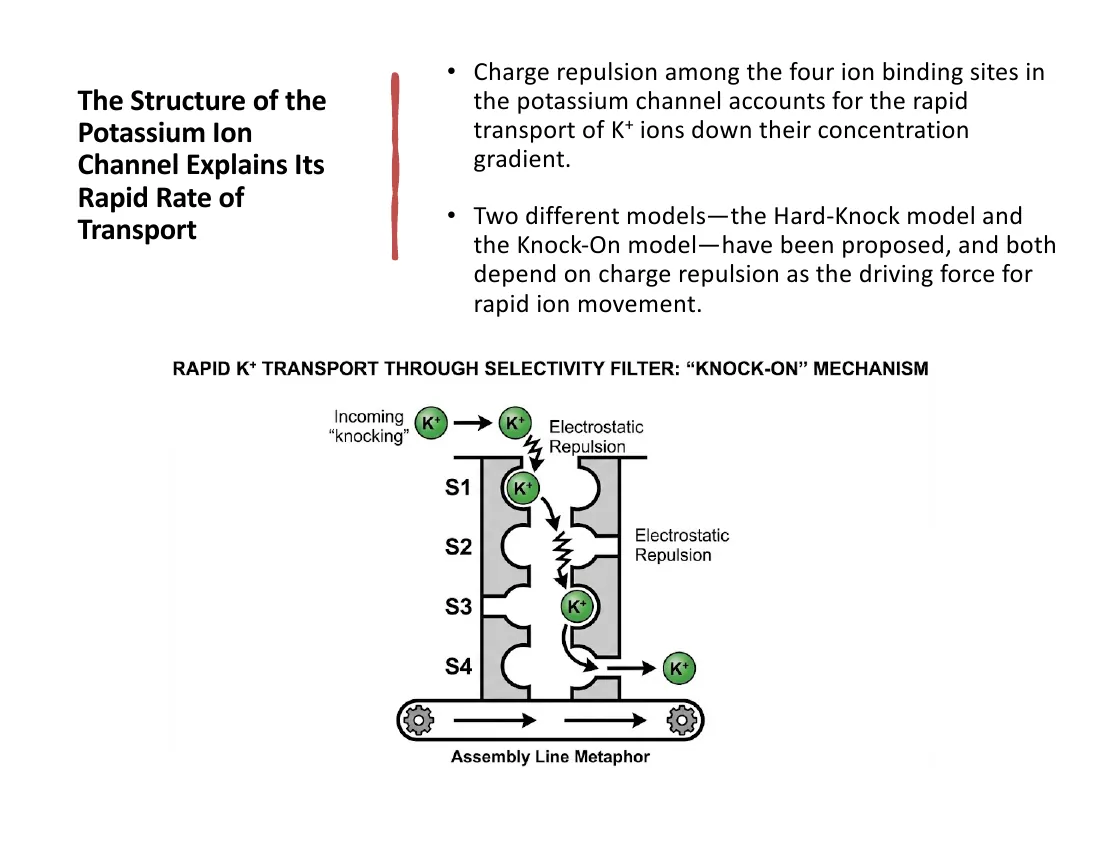 Multiple K+ ions in the four selectivity-filter sites S1–S4; electrostatic repulsion lets one entering ion knock the next out the far side.