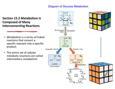 Preview: Metabolism as a Rubik's Cube