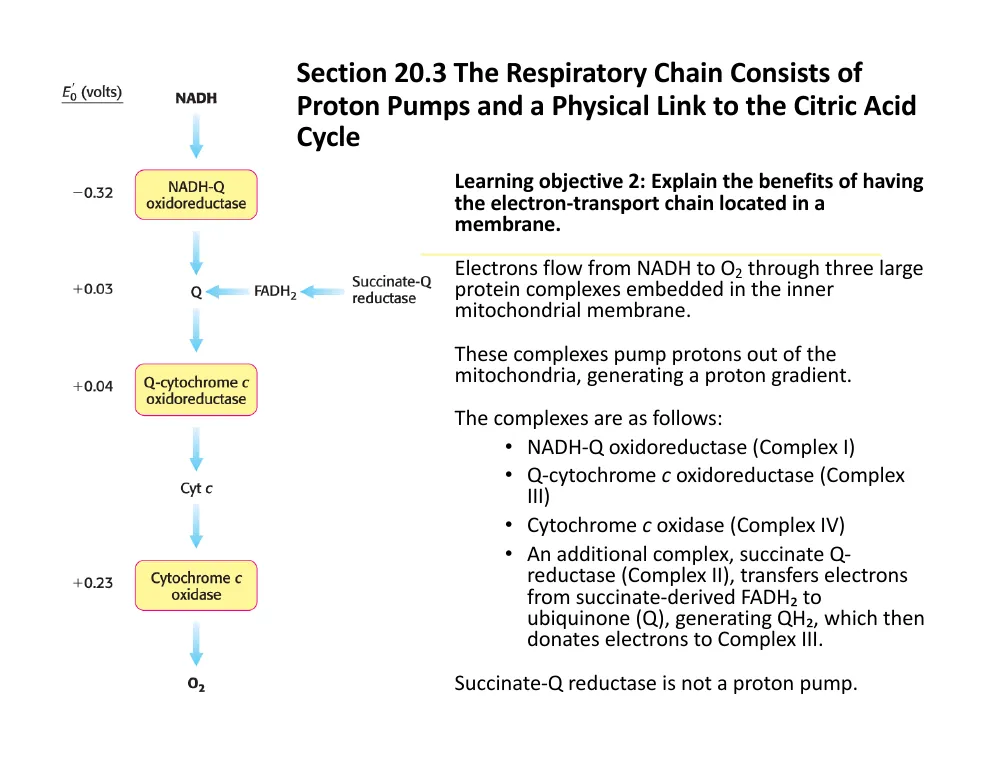 The Respiratory Chain: Three Pumps Plus a Feeder