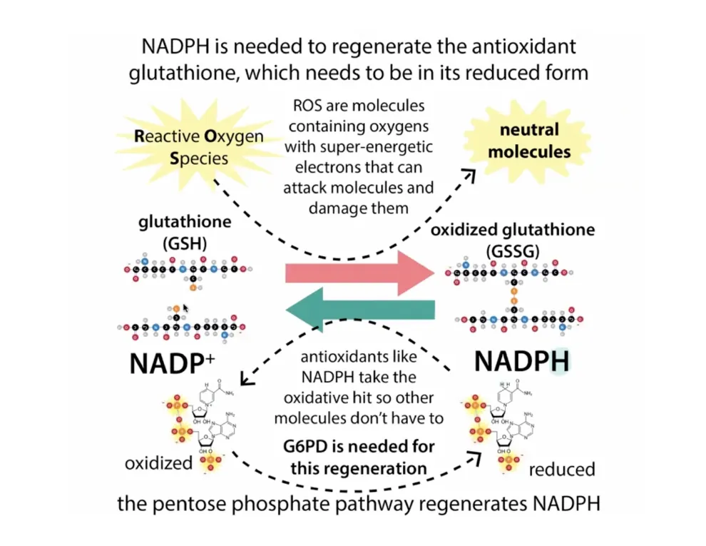 NADPH Regenerates Glutathione