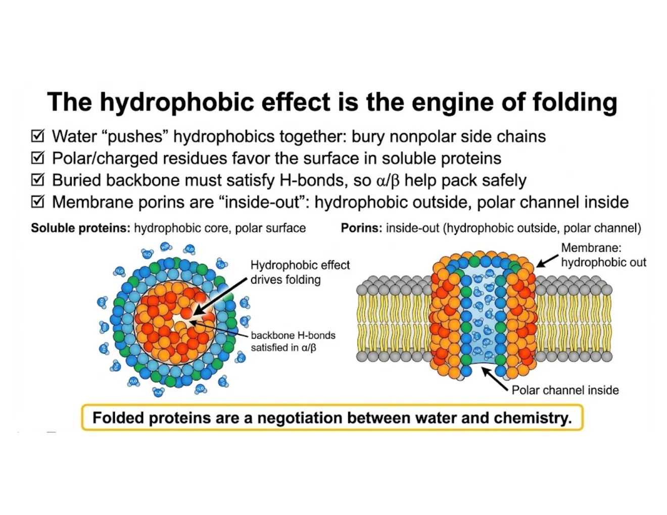 A schematic contrasting a soluble protein (hydrophobic core, polar surface) with a membrane porin (hydrophobic outside, polar channel).