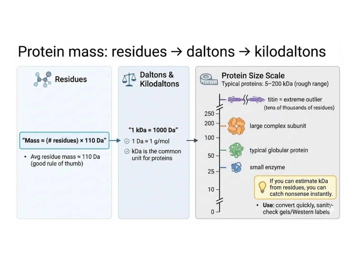 A schematic linking residues to daltons to kilodaltons, with a protein size scale from small enzymes (~25 kDa) to titin.