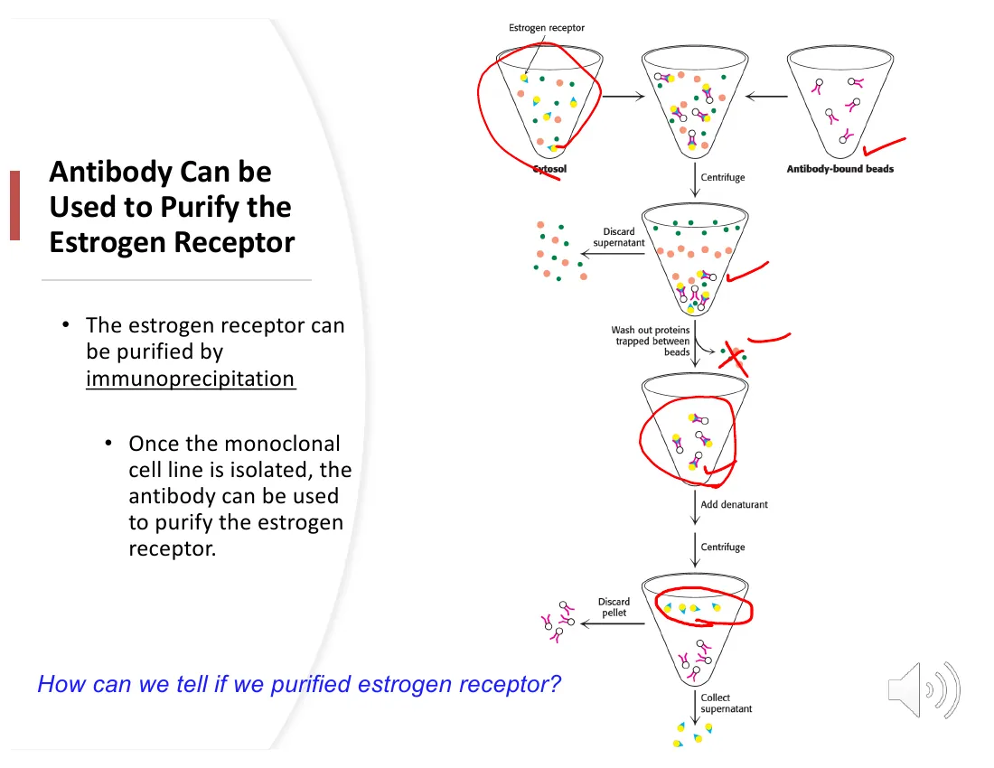 A workflow showing an antibody against the estrogen receptor fixed to beads, capturing the receptor from a mixture, then spun down, washed, and eluted as pure protein.