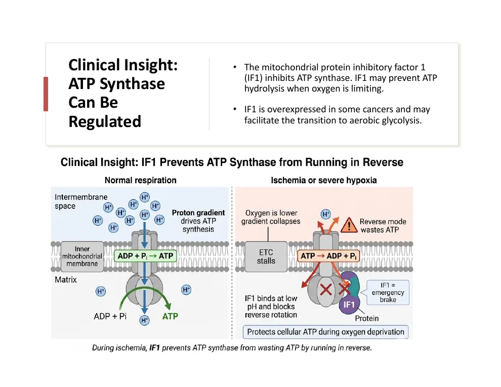 Clinical Insight: IF1 and Reverse Mode