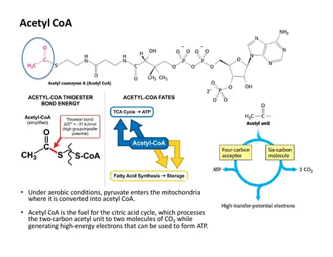 Preview: Acetyl CoA: Structure and Two Fates