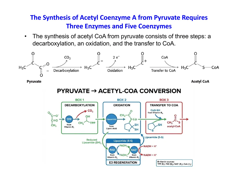Pyruvate to Acetyl CoA: Three Steps