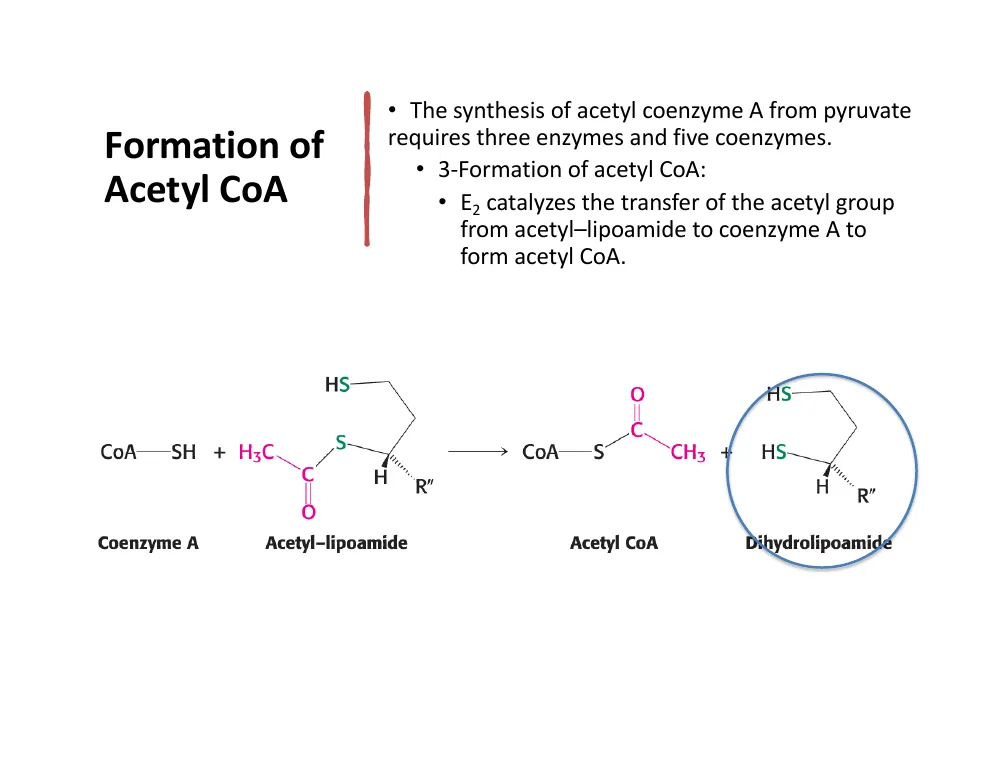Step 3: Forming Acetyl CoA