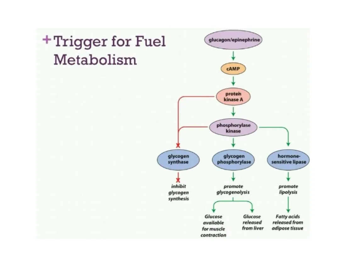 Rising cAMP activating PKA, which inhibits glycogen synthase while activating phosphorylase kinase and glycogen phosphorylase.