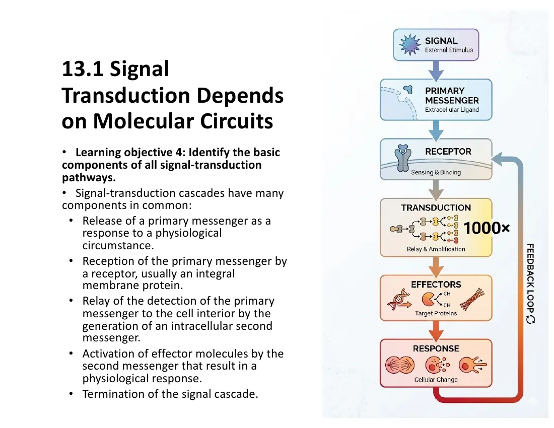 A circuit diagram: primary messenger, receptor, second messenger, effectors, physiological response, plus active termination.
